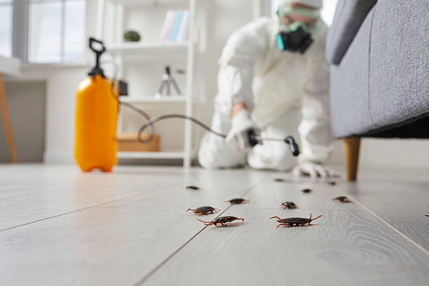 Trusted Termite Control service in Herald Harbor, MD - Nex Pest Control